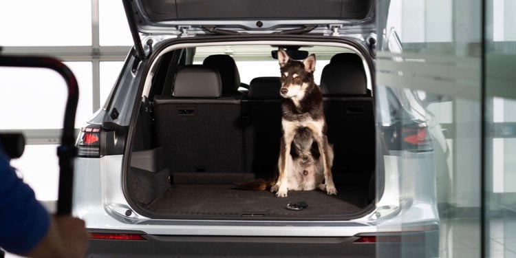 viaggio in auto animali