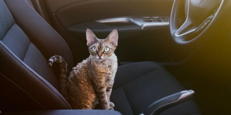 Trasporto gatto auto